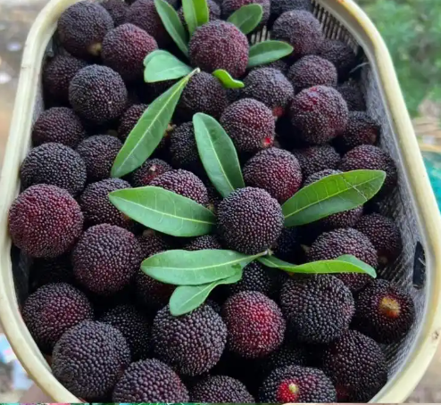 無錫100平楊梅保鮮庫造價多少?_上海開冉制冷