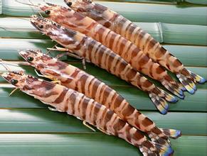 對蝦冷庫貯藏技術，低溫冷庫安裝